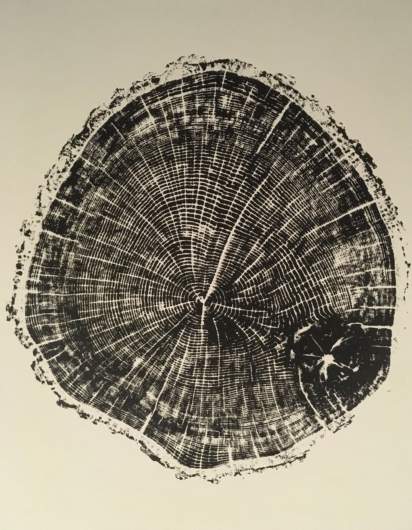 Chesapeake Bay Oak - "in Memoriam" - Hand Pulled Tree Ring Print