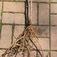 Live Elderberry plant (Sambucus canadensis) - Bare Root