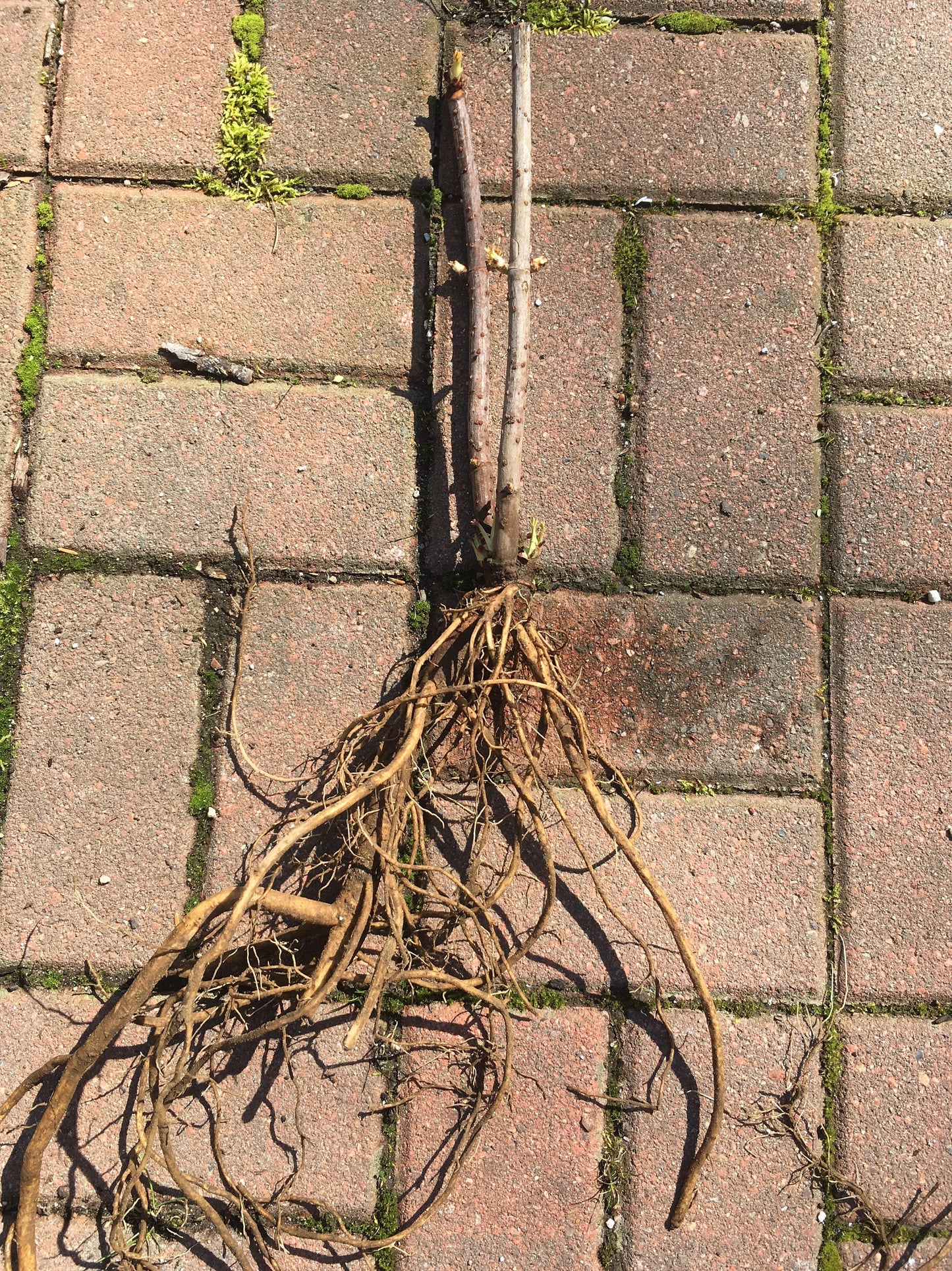 Live Elderberry plant (Sambucus canadensis) - Bare Root