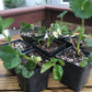 Live Potted Strawberry Plants - Seascape, Sparkle, Valley Sunset