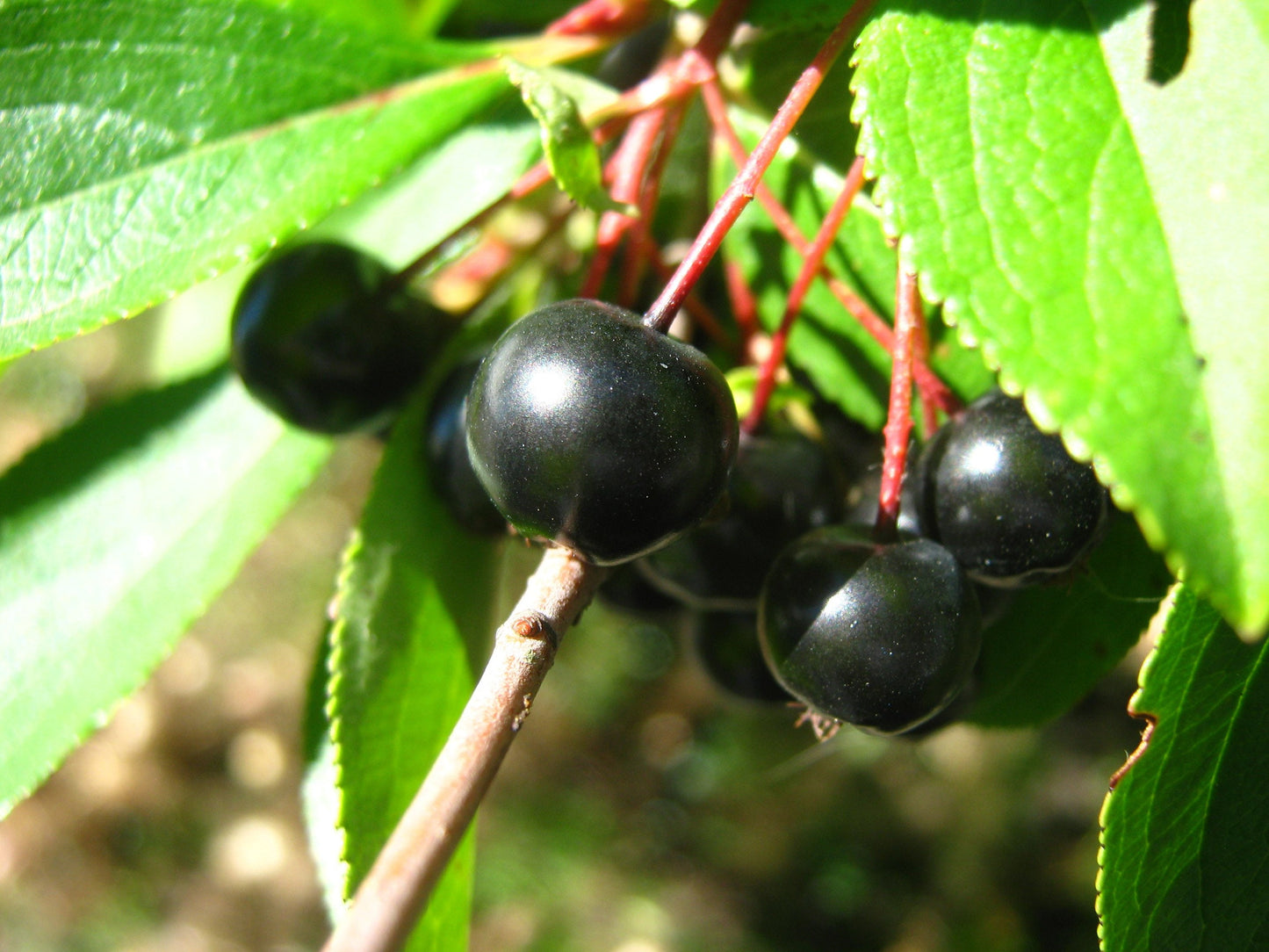 Live aronia berry / black chokeberry plant (Aronia melanocarpa) - Bare root