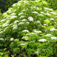 Live Elderberry plant (Sambucus canadensis) - Bare Root