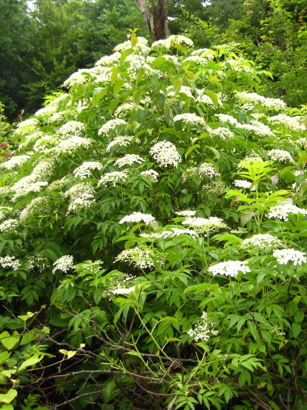 Live Elderberry plant (Sambucus canadensis) - Bare Root