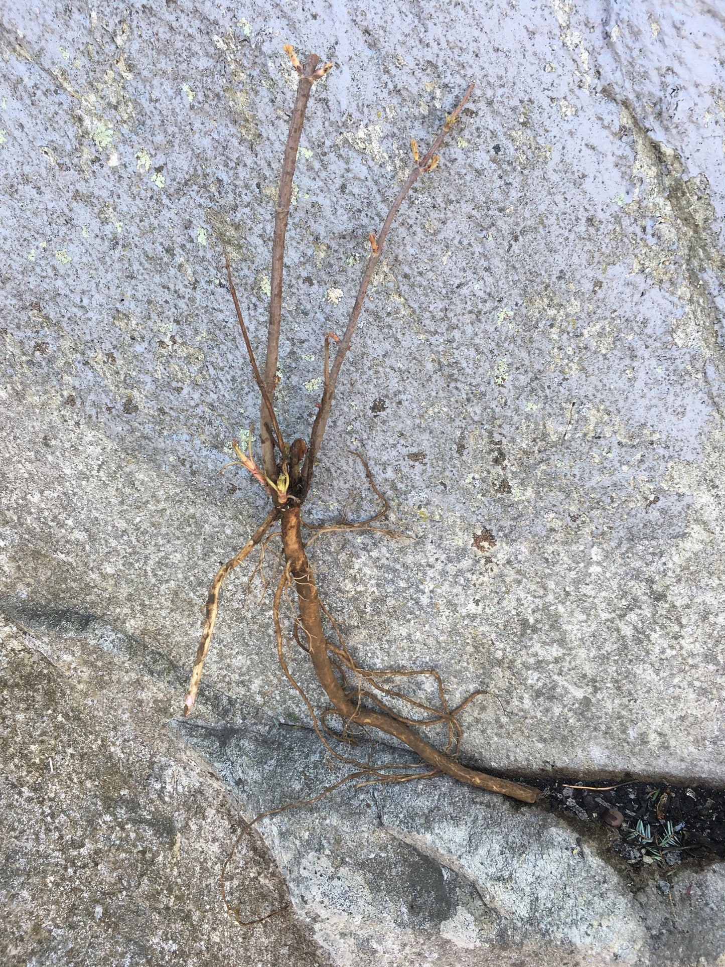 Live Elderberry plant (Sambucus canadensis) - Bare Root