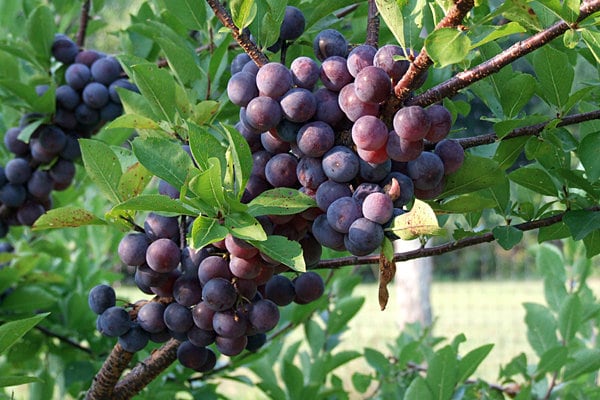 Live Beach Plum shrub (Prunus maritima)