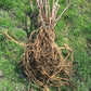 Live Elderberry plant (Sambucus canadensis) - Bare Root