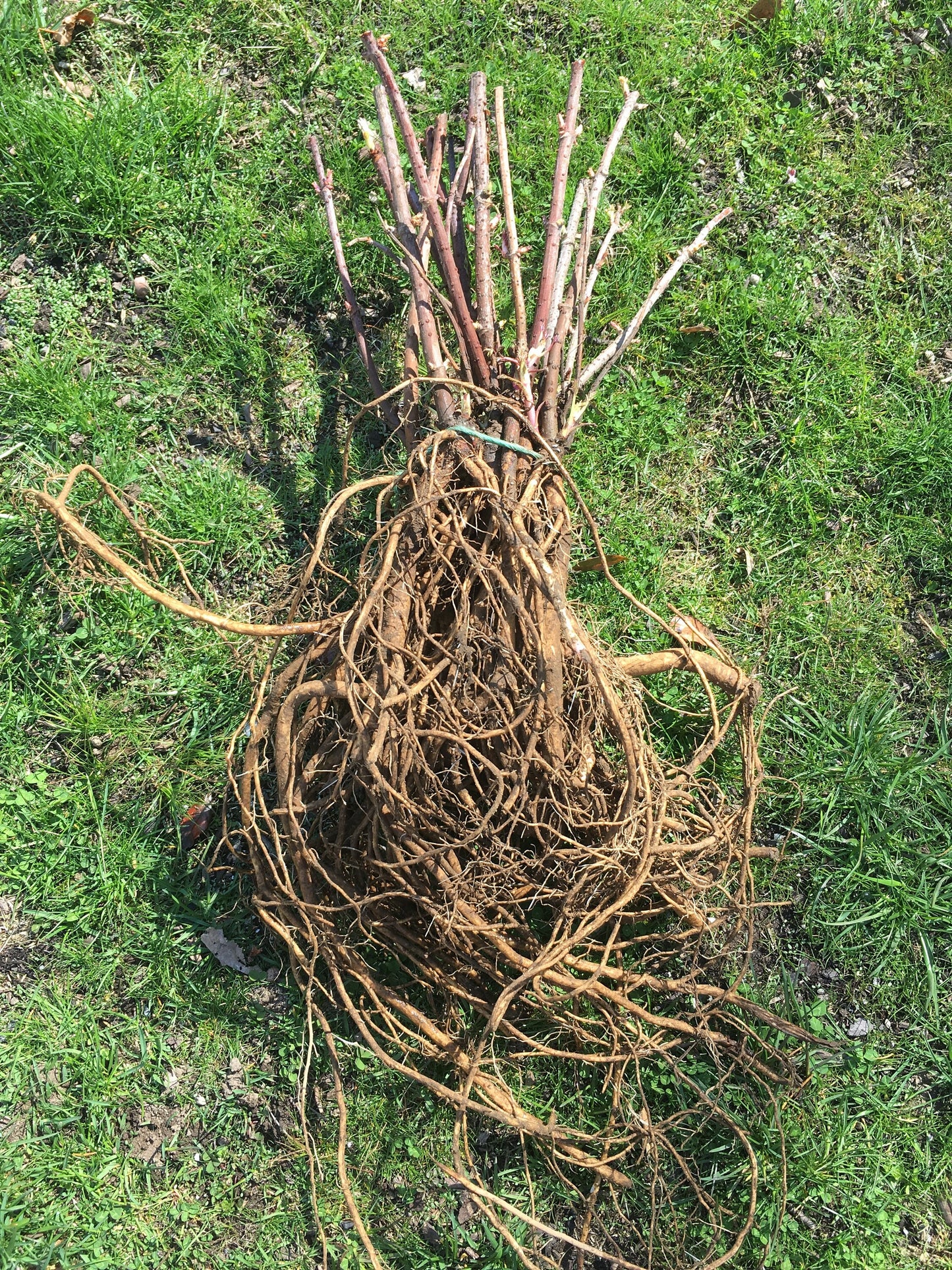 Live Elderberry plant (Sambucus canadensis) - Bare Root